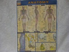Anatomy (Quickstudy Reference Guides – Academic) by BarCharts, Inc., Very Good B
