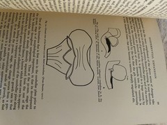 The Growing Brain An Essay in Developmental Neurology By M. C. H Dodgson