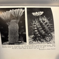 Cactus Culture Vintage 1932HC Book By Ellen D. Schulz