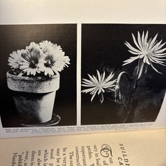 Cactus Culture Vintage 1932HC Book By Ellen D. Schulz