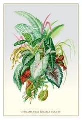 Ornamental Foliage Plants – GOOD