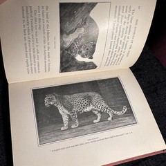 1901 The Animals Of The Bible Gambier Bolton Illustrated Natural History Book