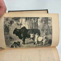 1885 Popular Natural History Rev. J.G. Wood Illustrated Porter & Coates Animals