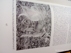 MY LIFE WITH LURCHERS – DAVID HANCOCK; Hardback 114 pages 1989 LURCHERS LONGDOGS