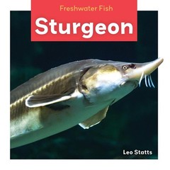 Sturgeon (Freshwater Fish)