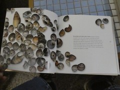 seashells h/c d/c illustrated 143 pages photos josie iselin text sandy carlson