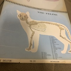 Vintage 1968 The Feline Veterinary Aid Anatomical Transparencies Fromm Labs cat